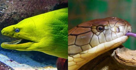 Eel vs Snake: Main Differences .